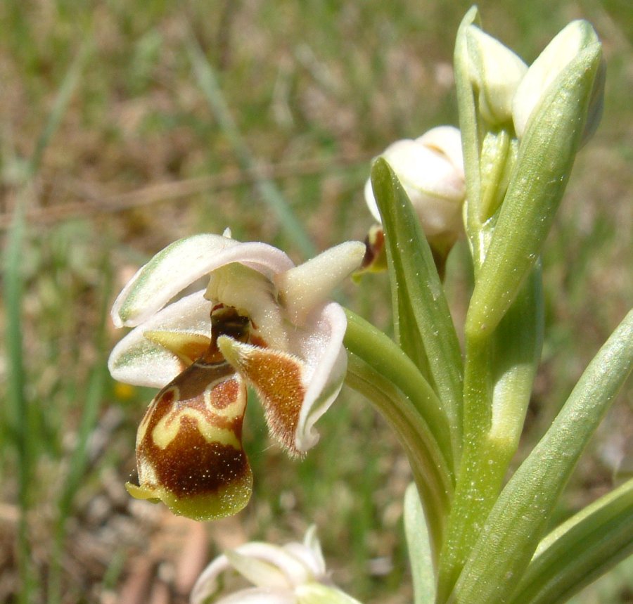 Orchidee di Marzo - Dalla Grecia con passione